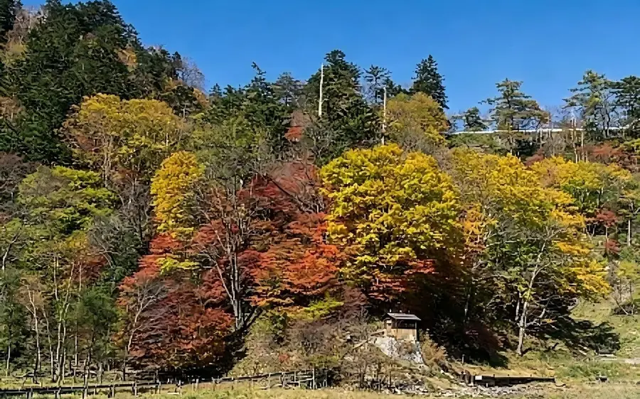 Autumn colour on the mountain slopes above Nikko